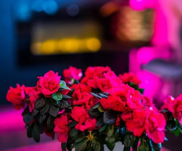 Glamour - Restaurant & Apart Otel 4*